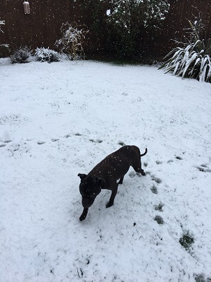 Snow beast